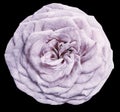 Watercolor isolated flower white-pink rose on the black background. Closeup. For design. Royalty Free Stock Photo