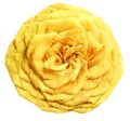 Watercolor isolated flower yellow rose on a white background. Closeup. For design. Royalty Free Stock Photo