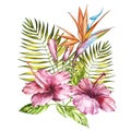 Watercolor isolated illustration of a pink hibiscus and leaves, Strelitzia reginae, tropical flower composition on a Royalty Free Stock Photo