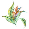 Watercolor isolated illustration of Strelitzia reginae and leaves, tropical flower composition on a white background Royalty Free Stock Photo