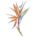 Watercolor isolated illustration of Strelitzia reginae, tropical flower composition on a white background. Royalty Free Stock Photo