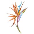 Watercolor isolated illustration of Strelitzia reginae, tropical flower composition on a white background Royalty Free Stock Photo