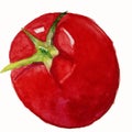 Watercolor isolated one red  tomato Royalty Free Stock Photo