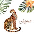Watercolor jaguar isolated on a white background