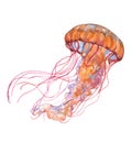 Watercolor jellyfish animal