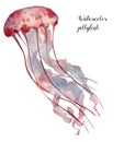 Watercolor jellyfish. Hand painted aquatic animal isolated on white background. Underwater illustration for design Royalty Free Stock Photo