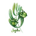 Watercolor jojoba plant