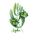 Watercolor jojoba plant