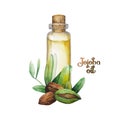 Watercolor jojoba plant