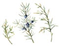 Watercolor juniper branches and needles set. Hand painted evergreen branch with blue berries isolated on white