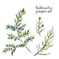Watercolor juniper set. Hand painted evergreen branch with berries on white background. Botanical illustration for