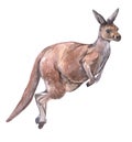 Watercolor kangaroo animal