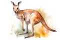 Watercolor kangaroo illustration on white background