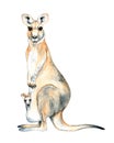 Watercolor kangaroo isolated on white background. Australian kangaroo watercolor illustration.