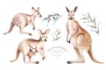 Watercolor australian cartoon kangaroo isolated on white background. Australian kangaroos set kids illustration. Nursery art