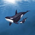 Watercolor killer whale with a cub on a blue background Royalty Free Stock Photo