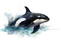 Watercolor killer whale illustration on white background Royalty Free Stock Photo