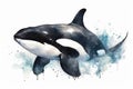 Watercolor killer whale illustration on white background Royalty Free Stock Photo