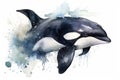 Watercolor killer whale illustration on white background Royalty Free Stock Photo