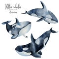 Watercolor killer whales illustration, hand painted collection