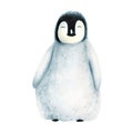 Watercolor king little penguin isolated on white background. Hand painting realistic Arctic and Antarctic ocean mammals Royalty Free Stock Photo