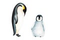 Watercolor king penguin family isolated on white background. Hand painting realistic Arctic and Antarctic ocean mammals Royalty Free Stock Photo