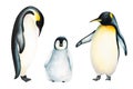 Watercolor king penguin family isolated on white background. Hand painting realistic Arctic and Antarctic ocean mammals