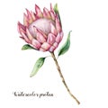 Watercolor king protea. Hand painted pink flower with leaves and branch isolated on white background. Nature botanical Royalty Free Stock Photo
