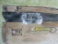 Watercolor with a kitten in a suitcase