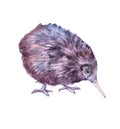 Watercolor kiwi bird animal