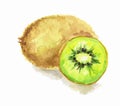 watercolor kiwi.