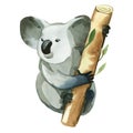 Watercolor koala is holding the bamboo branch