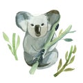 Watercolor koala is holding the bamboo branch