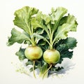 watercolor kohlrabi cabbage isolated on white , AI Generated