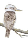 Watercolor Kookaburra