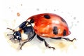 Watercolor ladybug illustration on white background