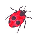 Watercolor ladybug insect beetle red bright ladybird