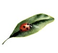 Watercolor ladybug with leaf. Nature card with ladybird. Insect illustration isolated on white background. For design or