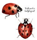 Watercolor ladybug set. Collection with ladybird. Insect illustration isolated on white background. For design or print Royalty Free Stock Photo