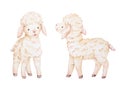 Watercolor Lamb Illustrations, Baby Sheep Clip Art, Farm Animals Royalty Free Stock Photo
