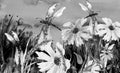 Watercolor landscape with the image of wild grasses, flowers, green plants, Red poppy, calendula, fields. Against the background o Royalty Free Stock Photo