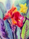 Watercolor landscape original painting colorful of canna lily flowers. Royalty Free Stock Photo