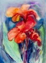 Watercolor landscape original painting colorful of canna lily flowers. Royalty Free Stock Photo