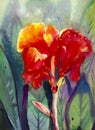 Watercolor landscape original painting colorful of canna lily flowers. Royalty Free Stock Photo