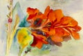 Watercolor landscape original painting on paper colorful of canna lily flowers Royalty Free Stock Photo