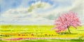 Watercolor landscape painting panorama colorful of cherry blossom tree Royalty Free Stock Photo