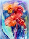 Watercolor landscape painting on paper colorful of canna lily flower. Royalty Free Stock Photo