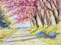 Watercolor landscape pink red color of Wild himalayan cherry