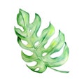 Watercolor greeb leaf monstera