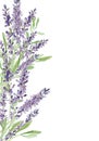 Watercolor lavender border illustration. Hand painted vintage violet flowers with stem isolated on white background.